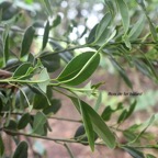 Sideroxylon borbonicum Bois de fer bâtard Sapotaceae Endémique La Réunion 1148.jpeg